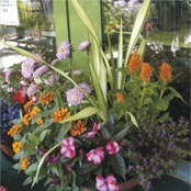 Bunte Blumen und Pflanzen für Gestecke